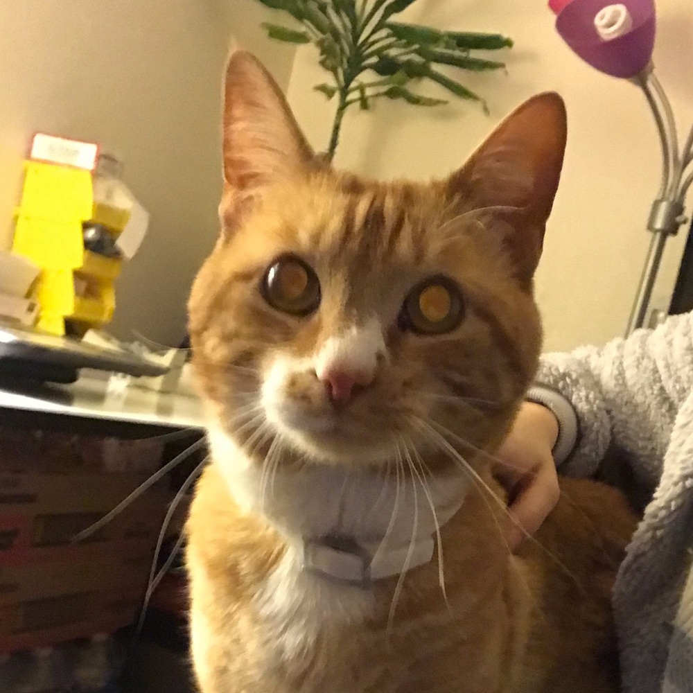 Meet your Posher, Hailey